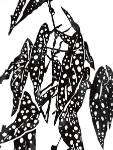 Monochrome Plant Art Print - Begonia Maculata